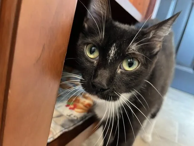 A baby medium-sized female Black & White / Tuxedo Domestic Short Hair cat named Patience for adoption in Springfield, OR