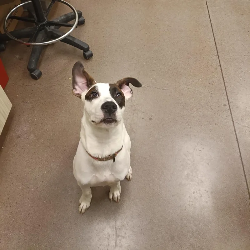 A young medium-sized female White / Cream Mixed Breed dog named Lily for adoption in Chattanooga, TN