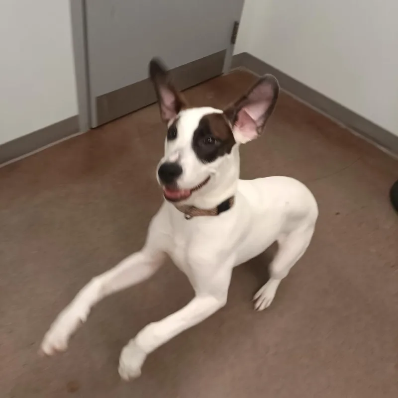 Lily thumbnail 2