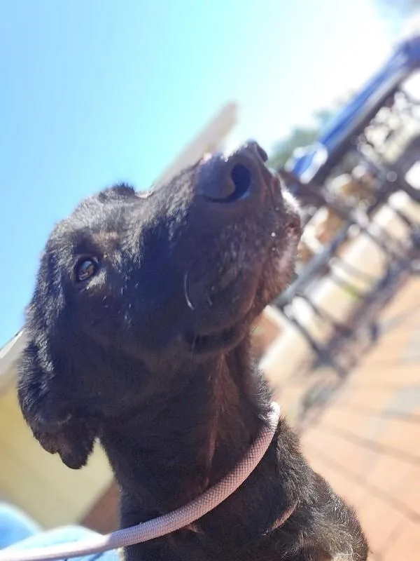 An adult medium-sized male Black Basset Hound dog named Lucky for adoption in Disputanta, VA