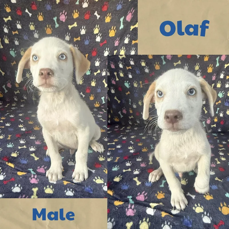 A baby medium-sized male Terrier dog named Olaf for adoption in Manchester, CT