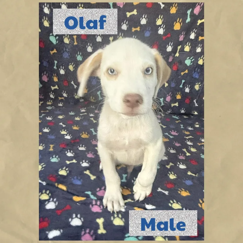 Olaf thumbnail 2