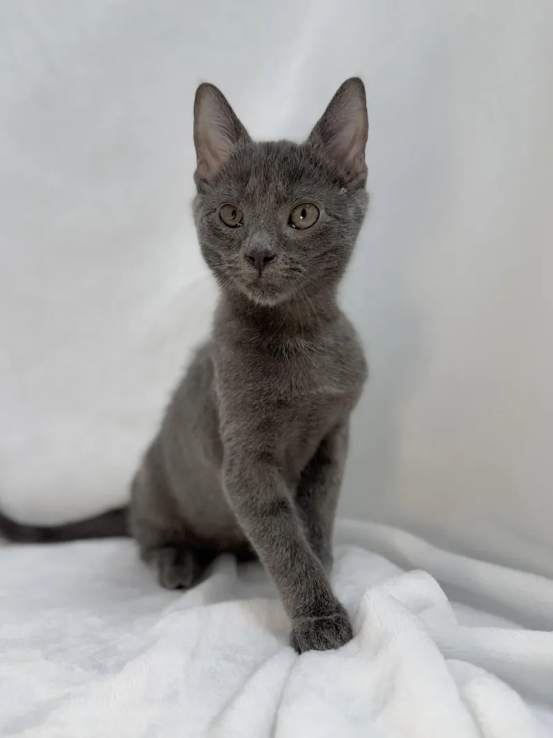 A baby medium-sized male Gray / Blue / Silver Domestic Short Hair cat named Sullivan for adoption in Greensboro, NC