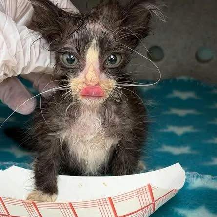 A baby small-sized female Domestic Medium Hair cat named Oreo for adoption in Bastrop, TX