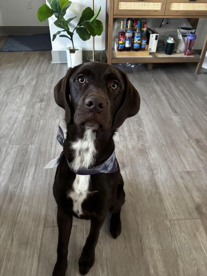 A young medium-sized male Chocolate Labrador Retriever dog named Callie for adoption in Windsor, CO