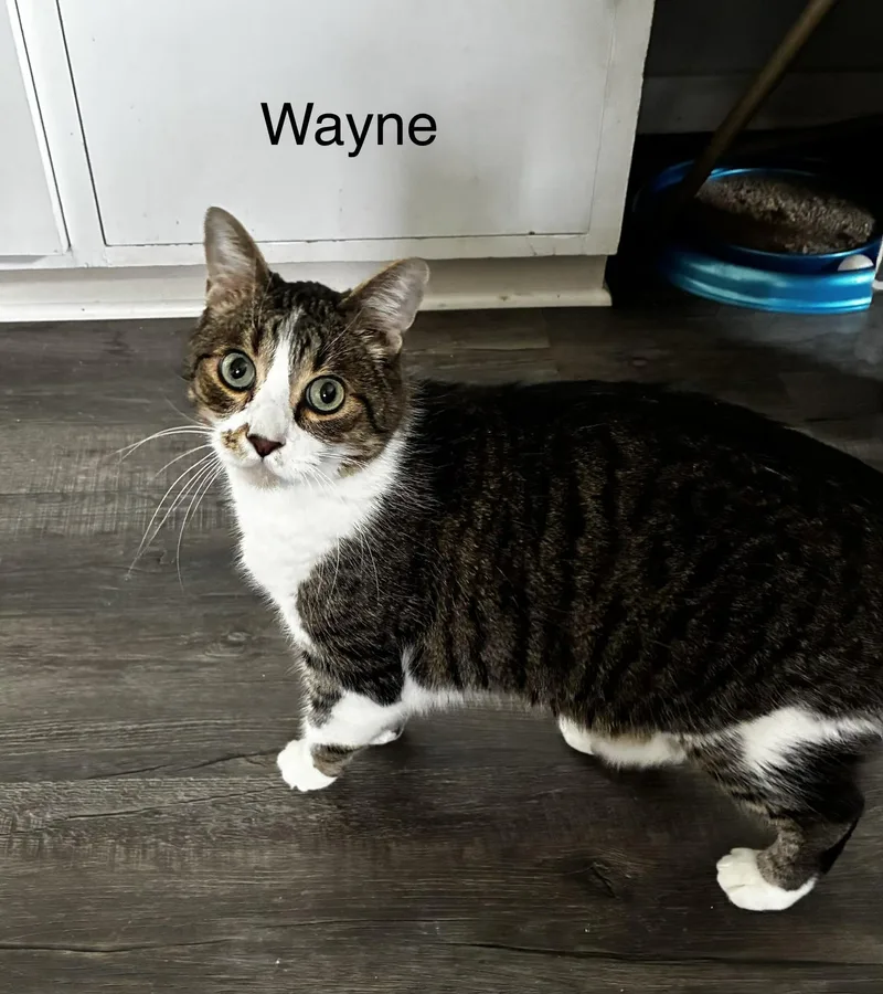 Wayne thumbnail 2