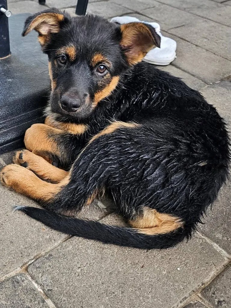 A baby small-sized female Mixed Breed dog named Baby Spice for adoption in Mesa, AZ