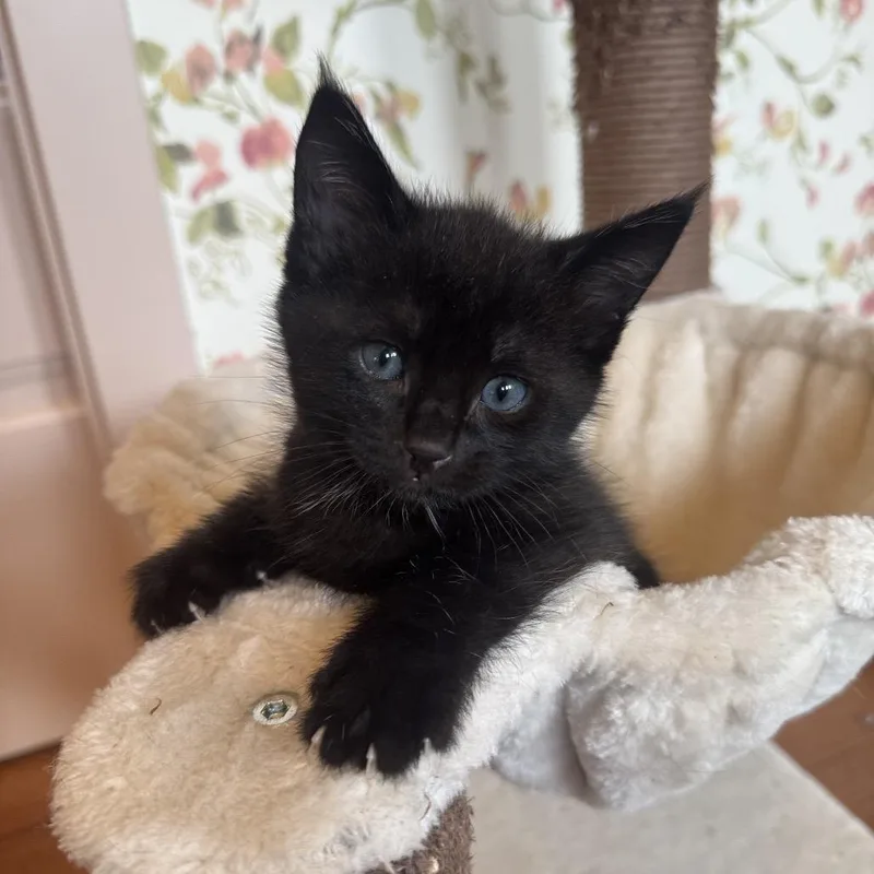 A baby small-sized male Black Domestic Short Hair cat named Philadelphus aka Phil for adoption in Los Angeles, CA