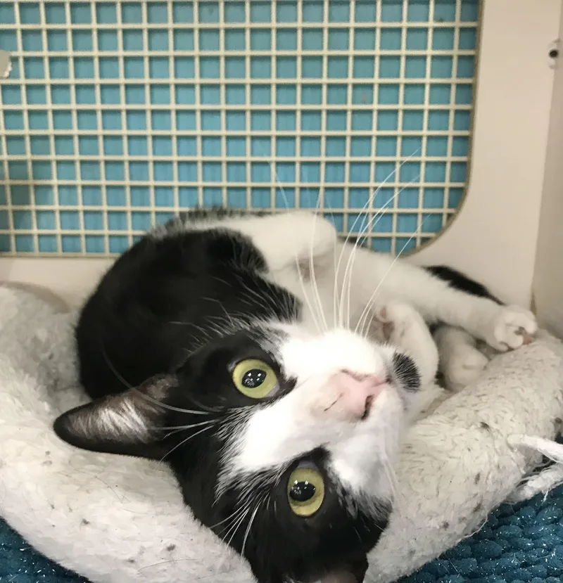 A young medium-sized male Black & White / Tuxedo Domestic Short Hair cat named Arrow for adoption in Vacaville, CA