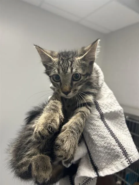 A baby small-sized male Domestic Short Hair cat named Dunn for adoption in Ocala, FL