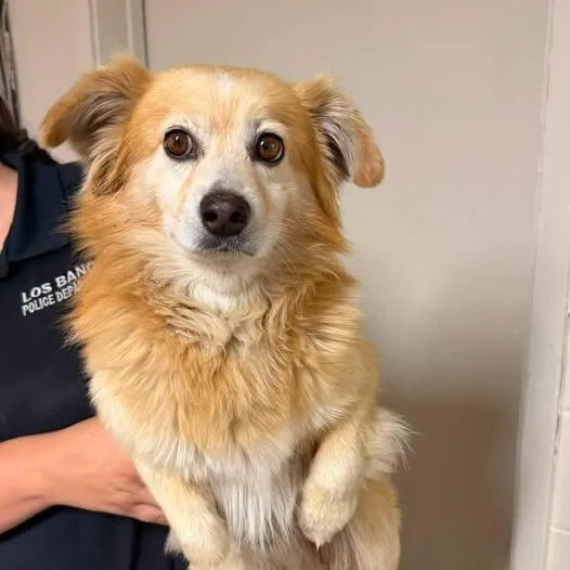 An adult small-sized male Red / Chestnut / Orange Spaniel dog named 26-1101 for adoption in Los Banos, CA