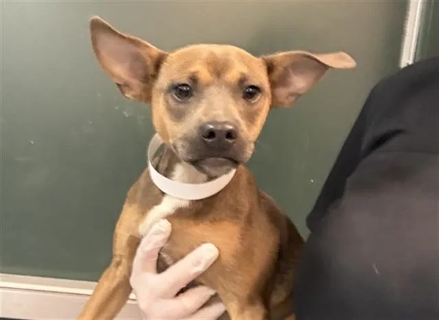 A baby small-sized female Terrier dog named Becky for adoption in Thousand Palms, CA