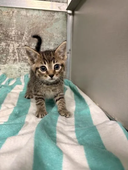 A baby small-sized female Domestic Short Hair cat named Willow for adoption in Paducah, KY