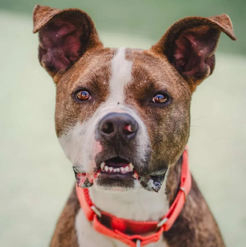 Joey Taco thumbnail 2