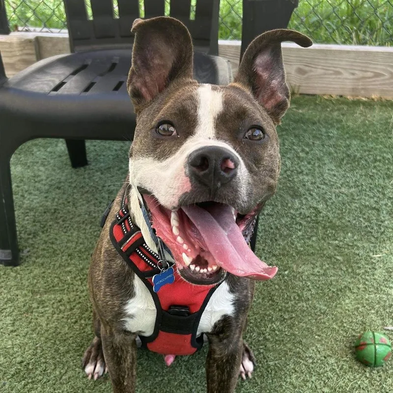 Joey Taco thumbnail 5