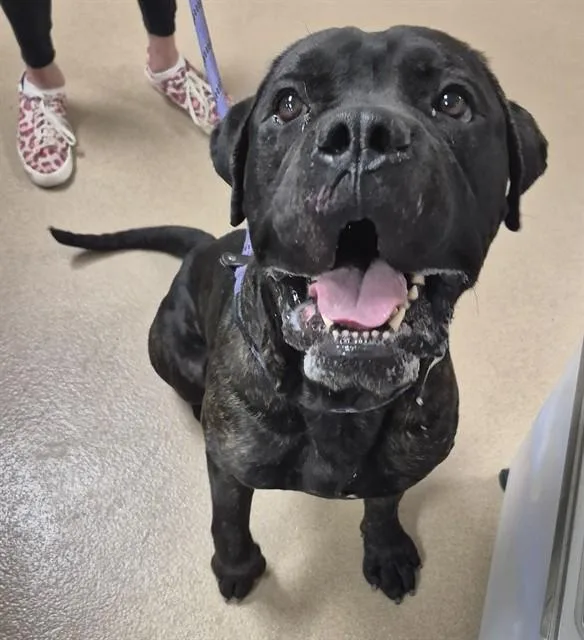 An adult large-sized male Mastiff dog named Big X for adoption in Decatur, IL