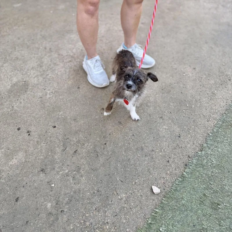 Hula Hoop thumbnail 2