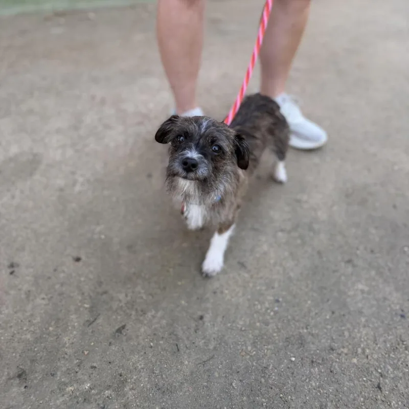 Hula Hoop thumbnail 3