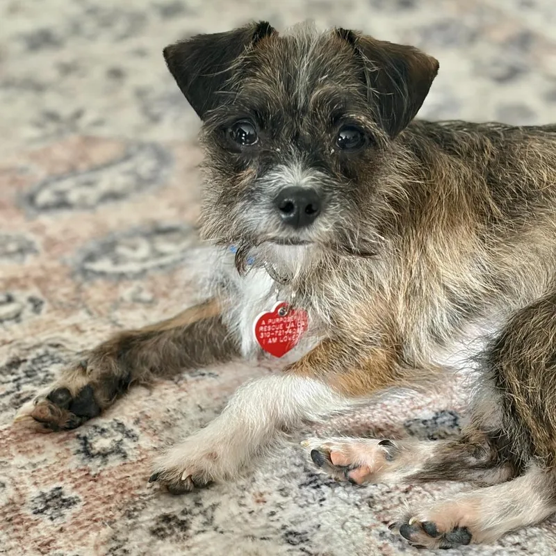 Hula Hoop thumbnail 4