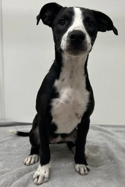 A young medium-sized female Mixed Breed dog named Sally for adoption in Phoenix, AZ