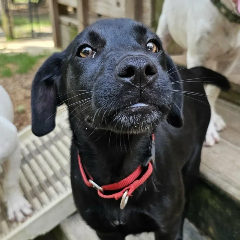 A baby medium-sized female Black Mixed Breed dog named Molly for adoption in BONIFAY, FL