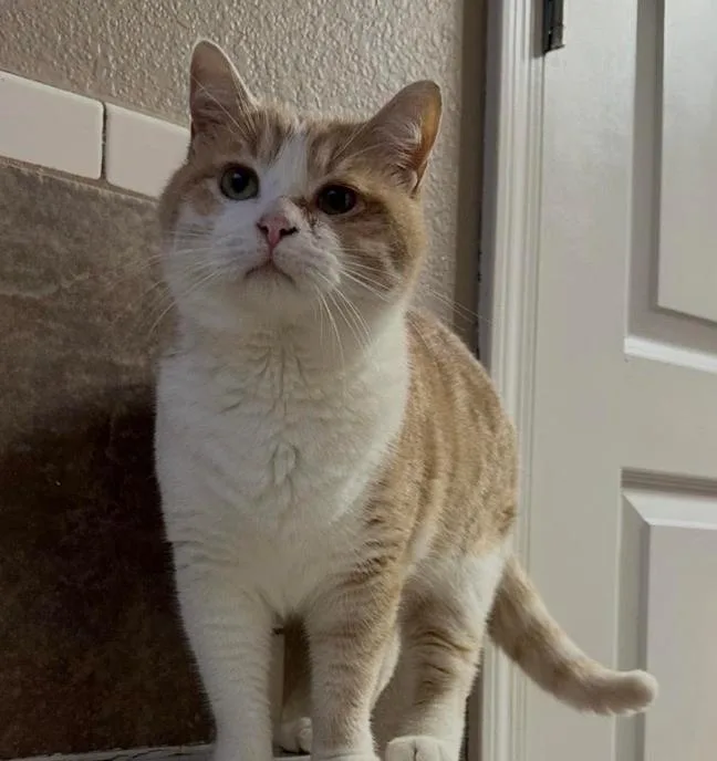 An adult medium-sized male Orange & White Domestic Short Hair cat named Maverick for adoption in Bentonville, AR