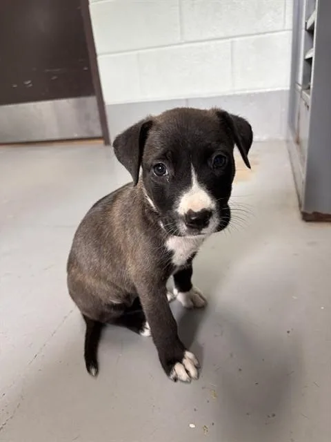 A baby small-sized female Pit Bull Terrier dog named Amy Lou for adoption in Corpus Christi, TX