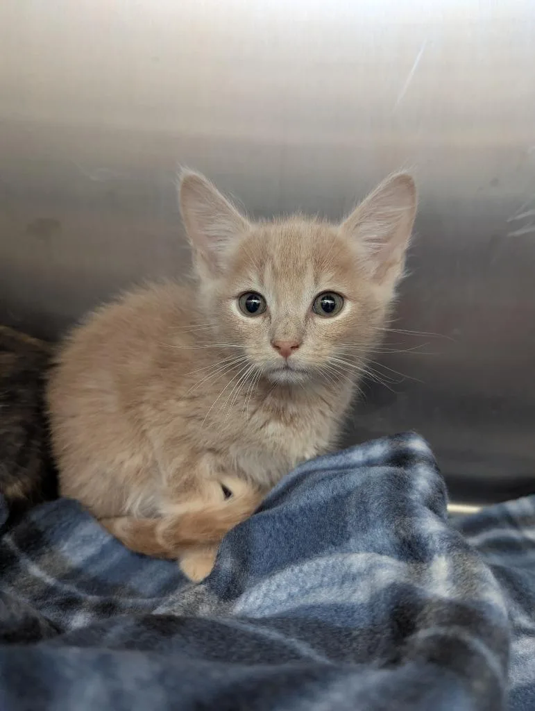 A baby medium-sized male Domestic Short Hair cat named Danny for adoption in Hartsville, SC
