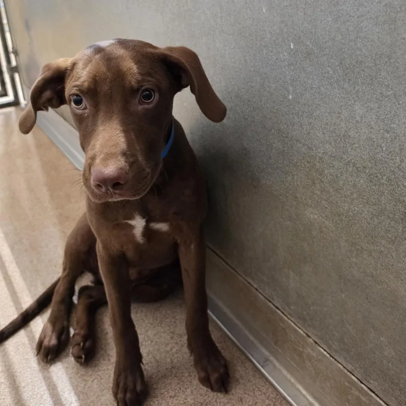 A young medium-sized male Brown / Chocolate Pit Bull Terrier dog named Rye for adoption in Ardmore, OK