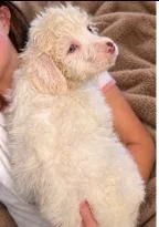 A baby medium-sized female Australian Shepherd dog named Winter for adoption in West Bloomfield, MI