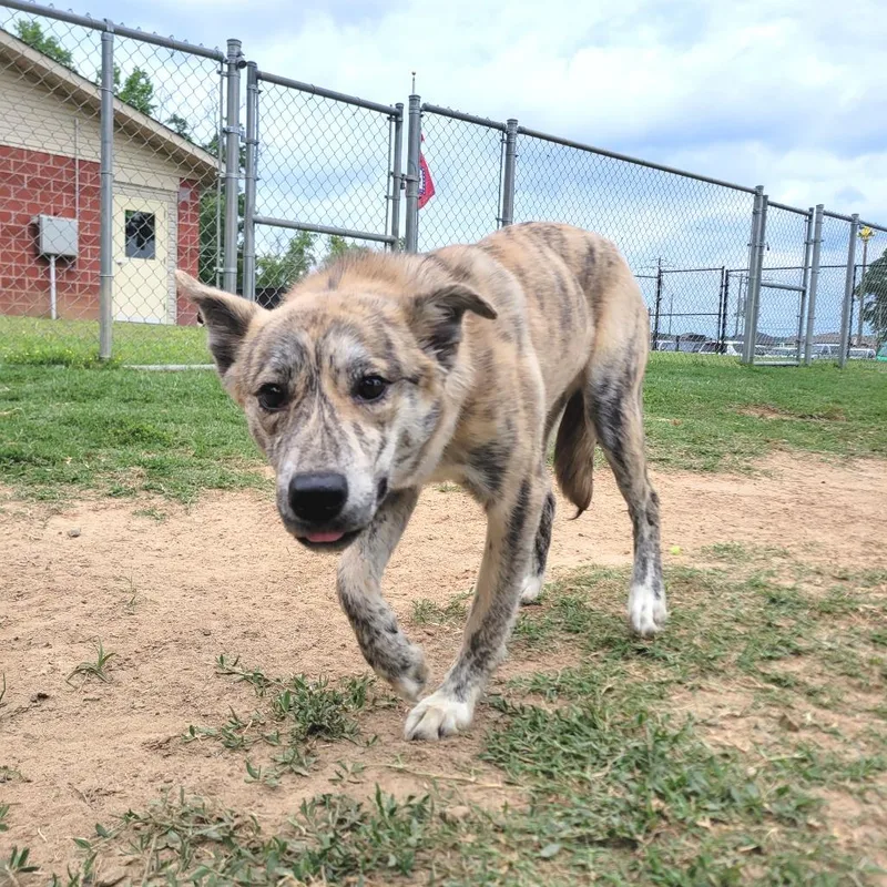 A young medium-sized female Brown / Chocolate Australian Shepherd dog named Sable for adoption in Cabot, AR
