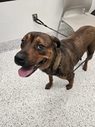 An adult large-sized female German Shepherd Dog dog named When for adoption in Atlanta, GA