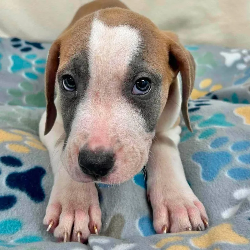 A baby large-sized male Gray / Blue / Silver Mixed Breed dog named Rigatoni for adoption in Yaphank, NY