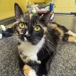 An adult medium-sized female Orange / Red Domestic Short Hair cat named Raisin Brand for adoption in New York, NY