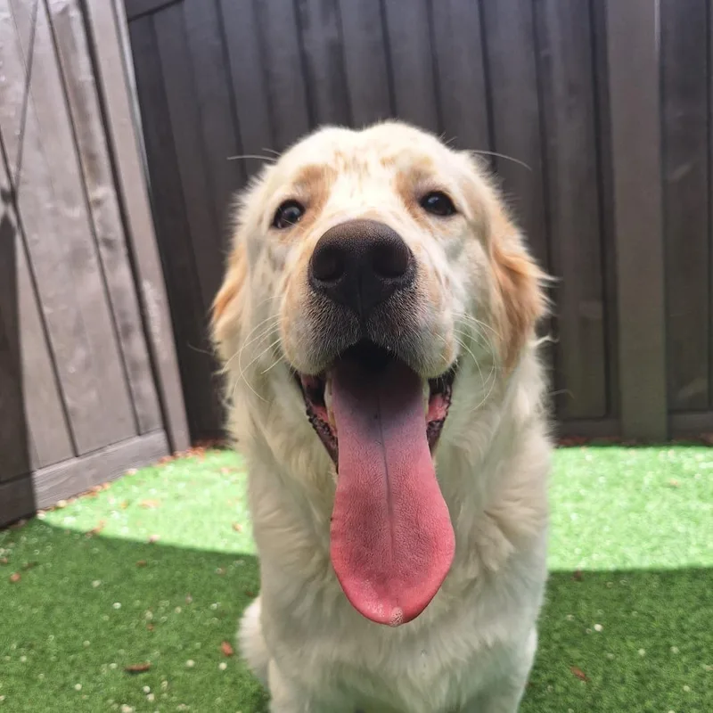 A young medium-sized male White / Cream Great Pyrenees dog named Wallaby for adoption in LOXAHATCHEE, FL