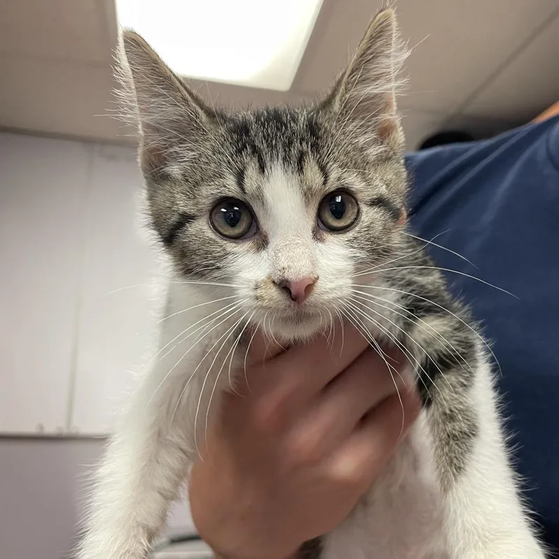 A baby small-sized male Gray / Blue / Silver Domestic Short Hair cat named Owen for adoption in South Elgin, IL