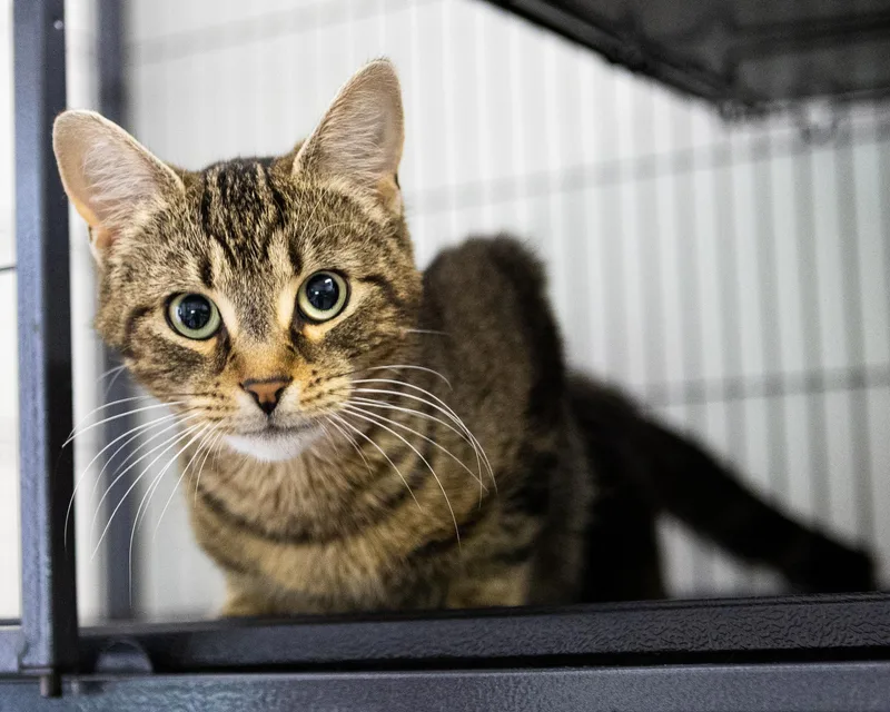 An adult medium-sized female Tabby (Buff / Tan / Fawn) Domestic Short Hair cat named Bonita for adoption in Branford, CT