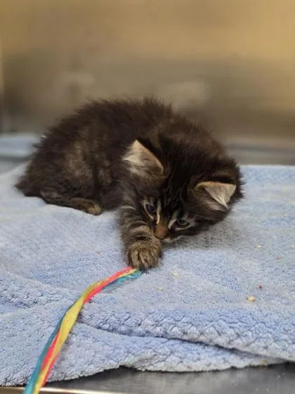 A baby small-sized male Domestic Short Hair cat named Breadsticks for adoption in Westland, MI