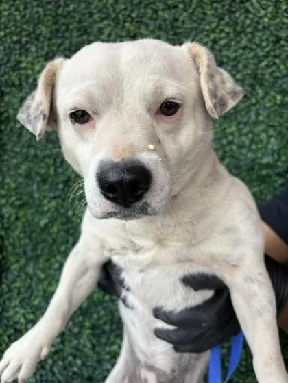 A young medium-sized male White / Cream Mixed Breed dog named 61030355 for adoption in El Paso, TX