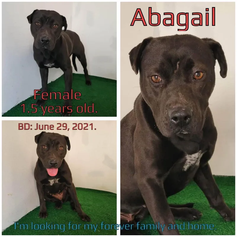 An adult medium-sized female Black Mixed Breed dog named Abagail for adoption in Boaz, AL