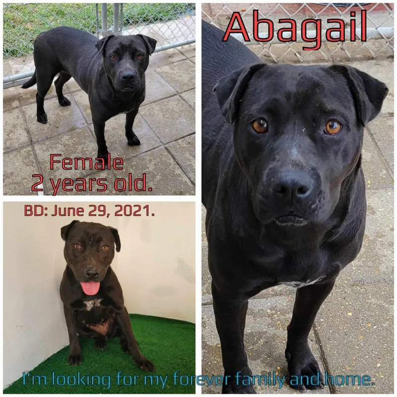 Abagail thumbnail 2
