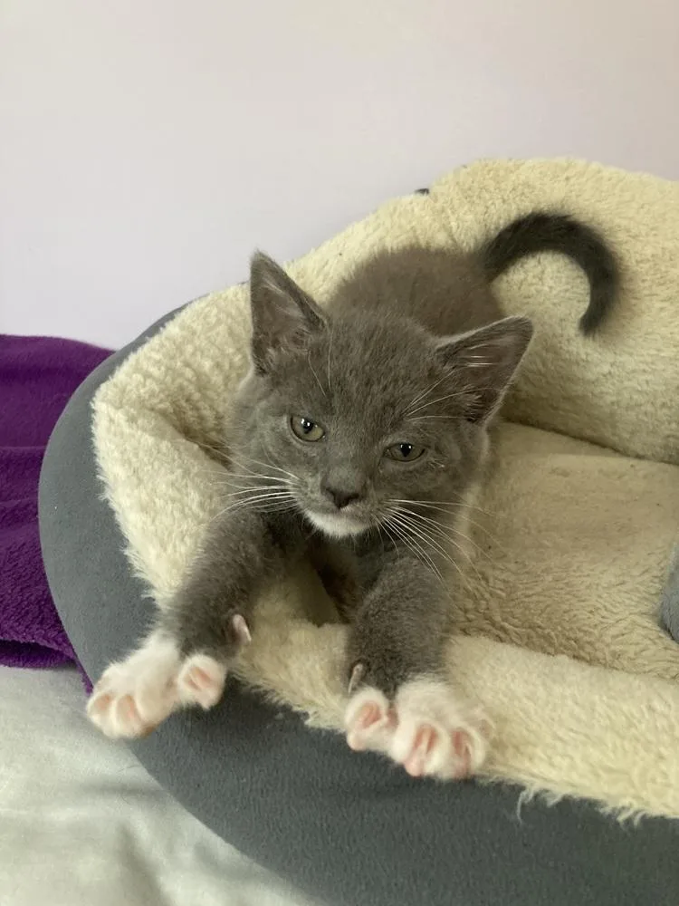 A baby small-sized male Gray / Blue / Silver Domestic Short Hair cat named Joey for adoption in Duxbury, MA