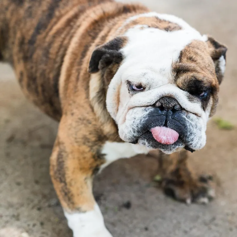 A young medium-sized female English Bulldog dog named Ada Mae for adoption in Zionsville, IN