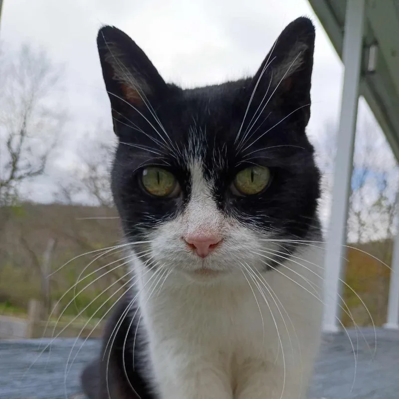 An adult small-sized female Black Domestic Short Hair cat named Sonoma for adoption in Inwood, WV