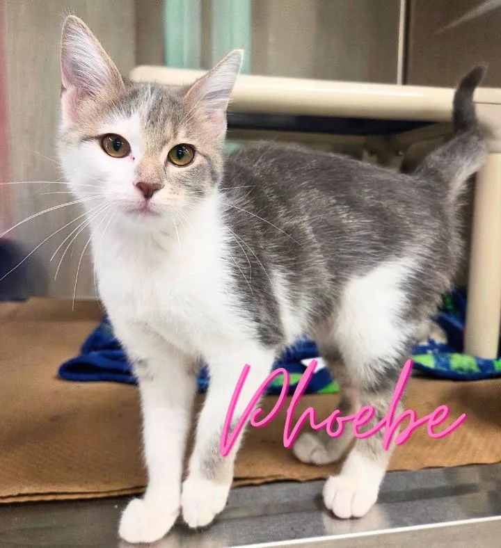 A baby medium-sized female Torbie Domestic Short Hair cat named Phoebe for adoption in Nevada, IA