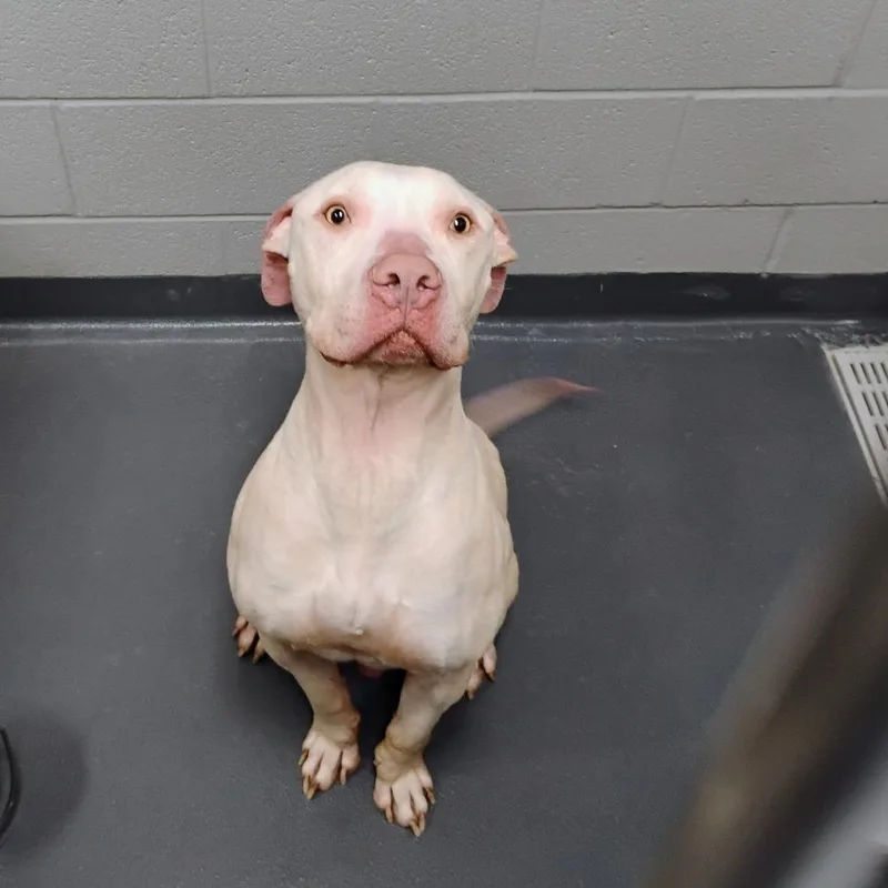 An adult large-sized male White / Cream Mixed Breed dog named Doug for adoption in Allentown, PA