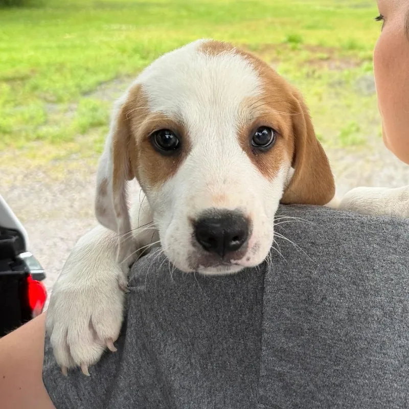 A baby small-sized male White / Cream Beagle dog named Sam for adoption in New Fairfield, CT