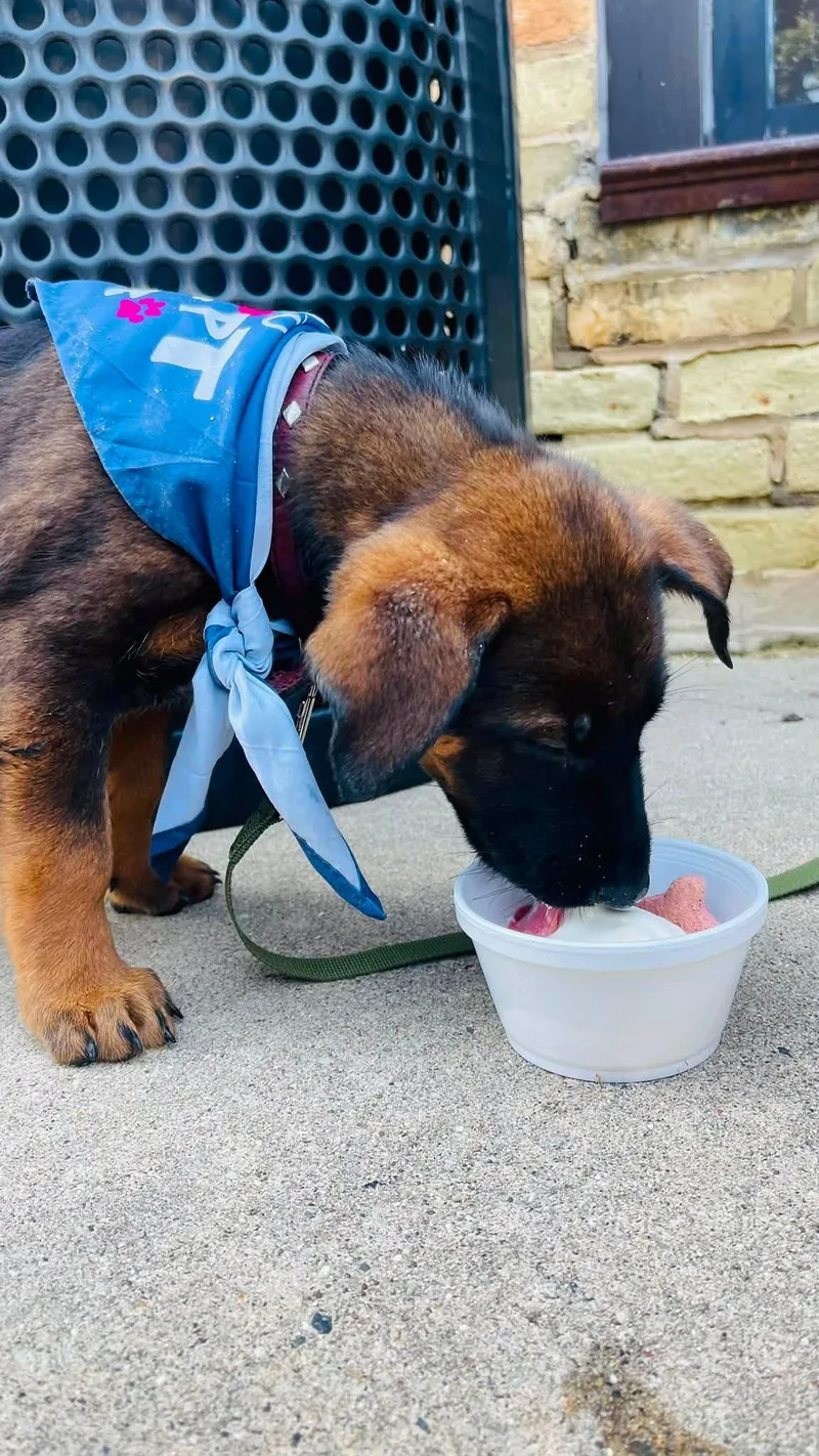 A baby large-sized male Tricolor (Brown, Black, & White) Shepherd dog named Velten for adoption in Clinton, WI