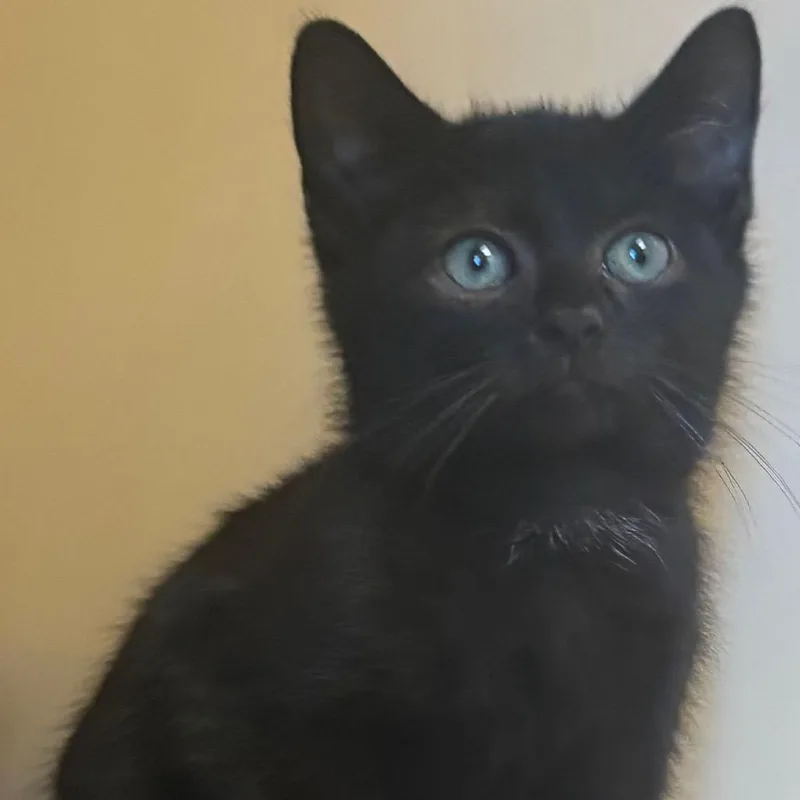 A baby small-sized male Black Domestic Short Hair cat named Noah for adoption in East Hanover, NJ