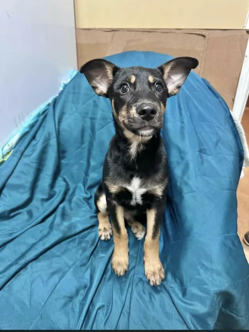 A baby medium-sized male Shepherd dog named Anchor for adoption in Manchester, CT